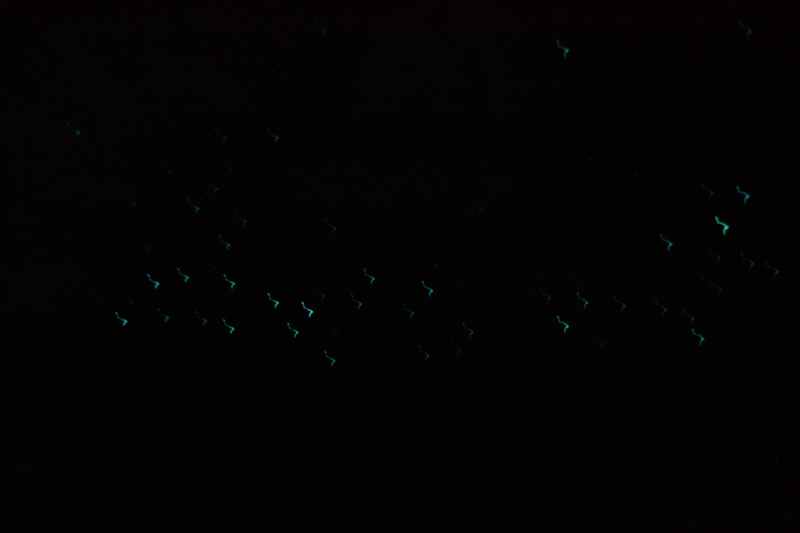 Nieuw-Zeeland 2011 - 0546